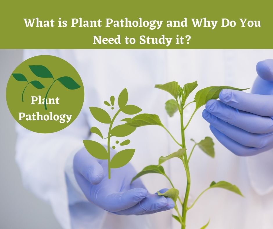 What is Plant Pathology and Why Do You Need to Study it