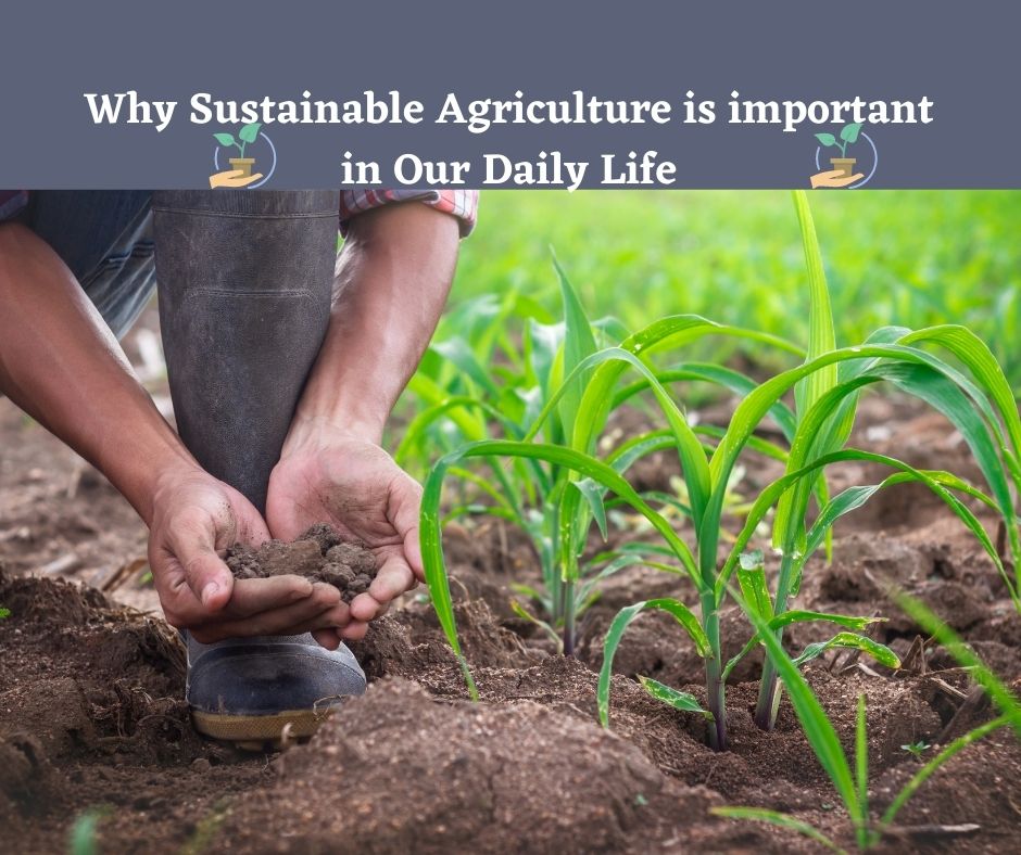 Why Sustainable Agriculture is important in Our Daily Life