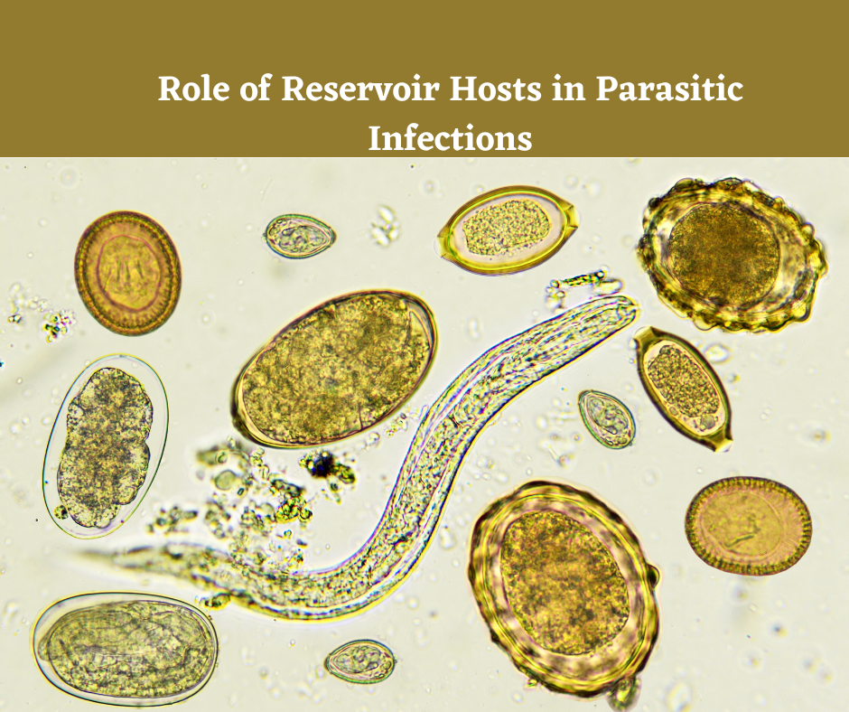 role-of-reservoir-hosts-in-parasitic-infections